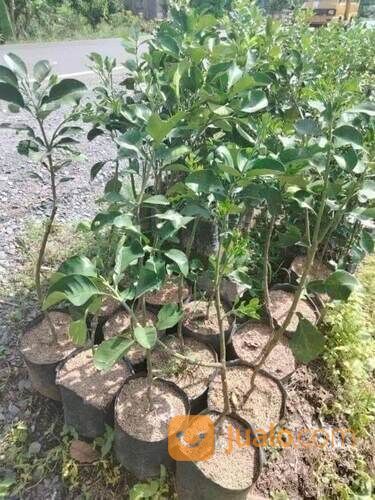 Jeruk Bali Bibit Sambung Pucuk Tinggi 50 - 60 Cm
