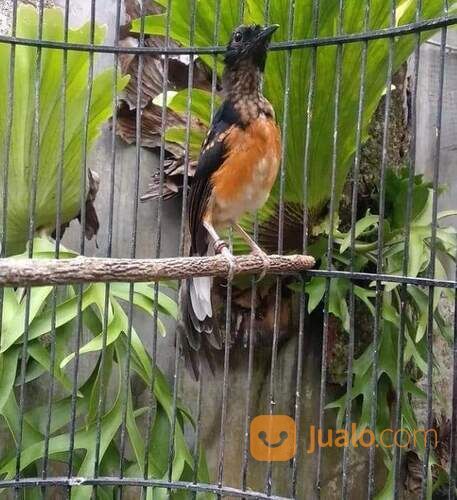 Murai batu medan super