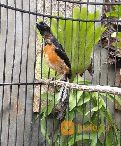 Murai batu medan super