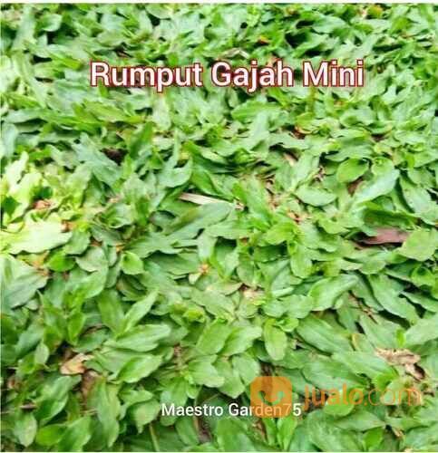 Rumput Gajah Mini Meter an