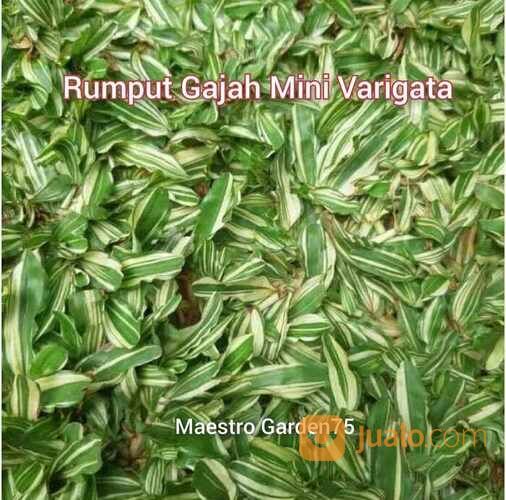 Rumput Gajah Mini Varigata Meter an