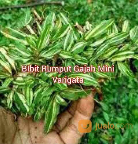 Rumput Gajah Mini Varigata Meter an