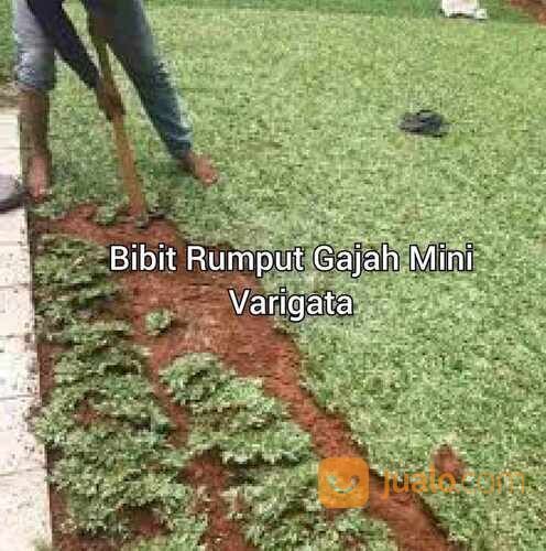 Rumput Gajah Mini Varigata Meter an