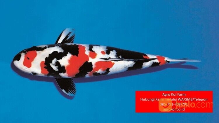 Ikan Koi Showa Kabupaten Purbalingga Terpercaya 085-791-708-791 Bergaransi