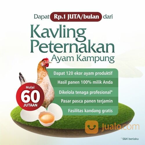 Tanah Kavling Peternakan Ayam Kampung Kavling Murah Malang