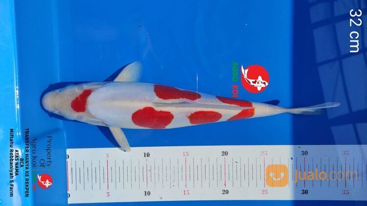 Sedia Ikan Koi di Purwokerto 085-791-708-791 Terjangkau dan Bergaransi