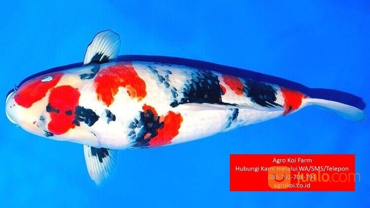 Ikan Koi Showa Kabupaten Wonosobo Terpercaya 085-791-708-791 Bergaransi