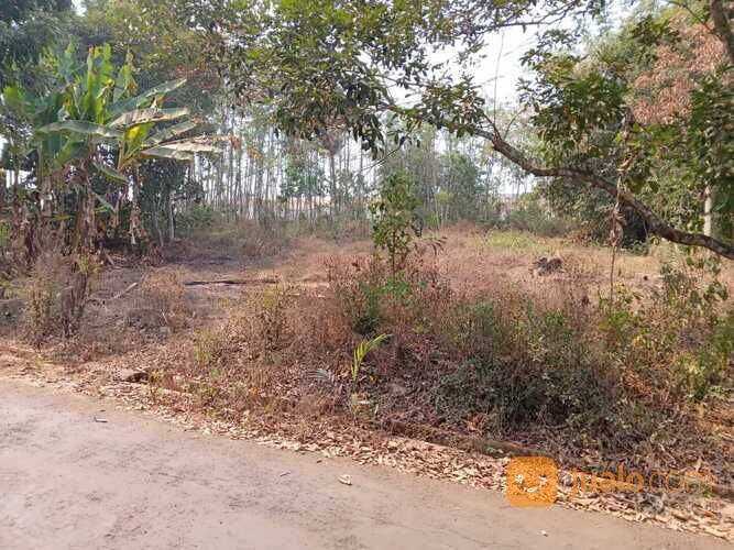 Tanah Selatan Pabrik Sepatu Bojong Pekalongan, Luas 1.050 m2, Padat Penduduk