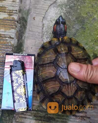 KURA KURA BRAZIL BETINA 1 TAHUN SEHAT GEMUK RAKUS