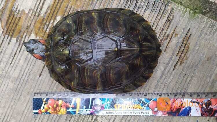 KURA KURA BRAZIL BETINA 1 TAHUN SEHAT GEMUK RAKUS