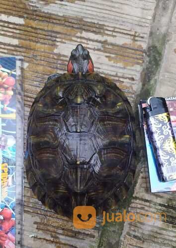 KURA KURA BRAZIL BETINA 1 TAHUN SEHAT GEMUK RAKUS