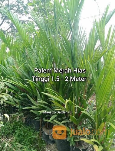 Palem Merah Hias Tinggi 1,5 - 2 Meter