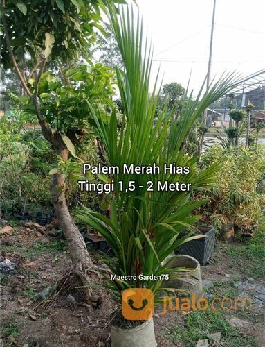 Palem Merah Hias Tinggi 1,5 - 2 Meter
