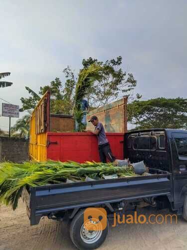 Palem Merah Hias Tinggi 1,5 - 2 Meter