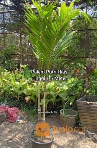 Palem Putri Hias Tinggi 1,5 - 2 Meter