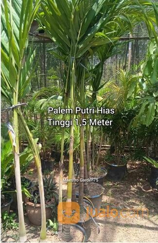 Palem Putri Hias Tinggi 1,5 - 2 Meter