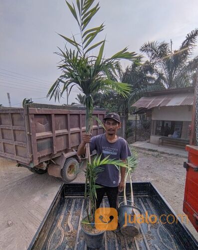 Palem Putri Hias Tinggi 1,5 - 2 Meter