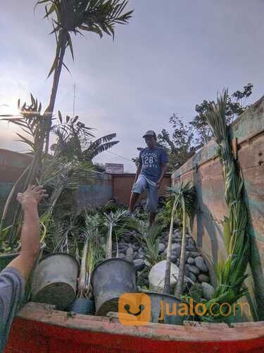 Palem Putri Hias Tinggi 1,5 - 2 Meter