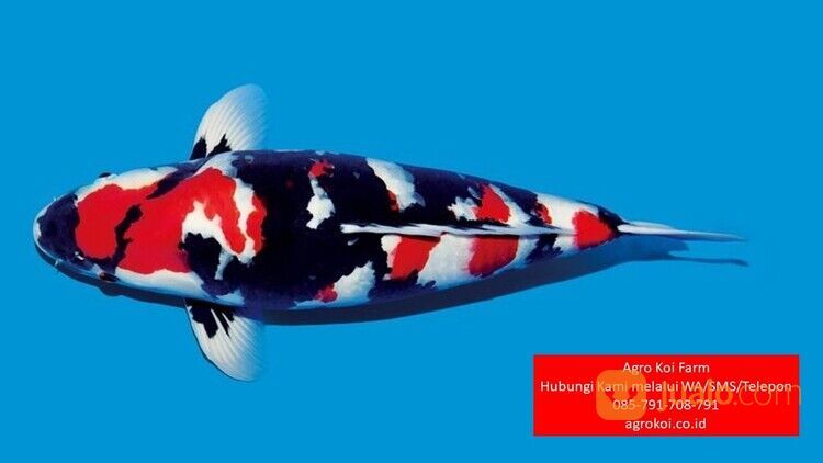 Ikan Koi Showa Kabupaten Cirebon Terpercaya 085-791-708-791 Bergaransi