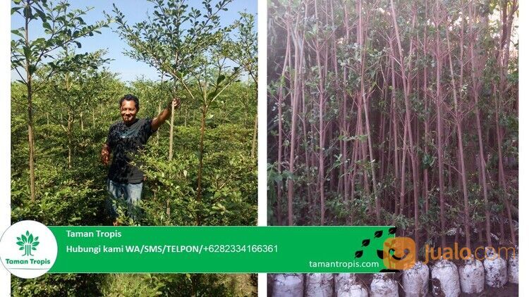 Pohon Ketapang Kencana Kabupaten Wonogiri Harga Terjangkau 082334166361 Terpercaya