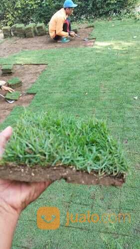 Rumput golf Tegal siap kirim dan tanam