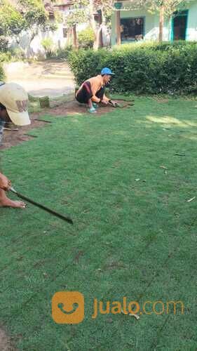Rumput golf Tegal siap kirim dan tanam