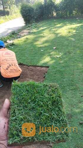 Rumput golf Tegal siap kirim dan tanam