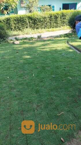 Rumput golf Tegal siap kirim dan tanam