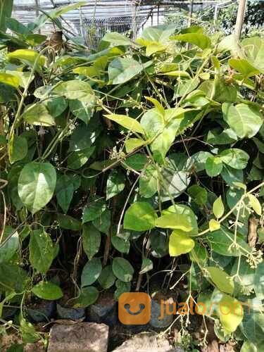 Bibit Nangka Kuning Polybag Sudah Tumbuh Subur Siap Tanam