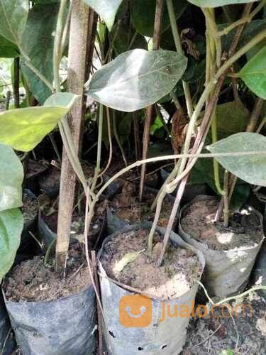 Bibit Nangka Kuning Polybag Sudah Tumbuh Subur Siap Tanam
