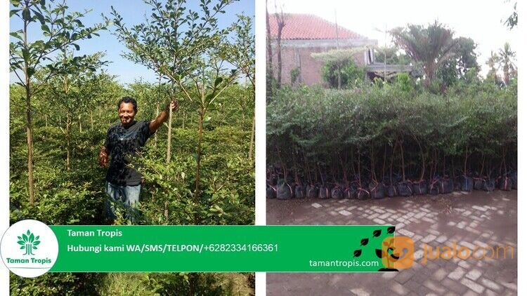 Pohon Ketapang Kencana Kabupaten Majalengka Harga Terjangkau 082334166361 Terpercaya