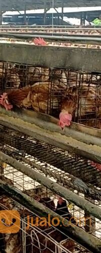 AYAM PULLET PETELUR MERAH