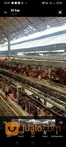 AYAM PULLET PETELUR MERAH