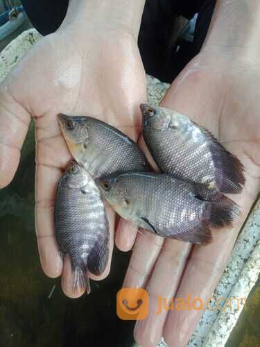 Ikan gurame soang di Palembang