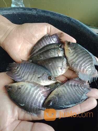 Ikan gurame soang di Palembang
