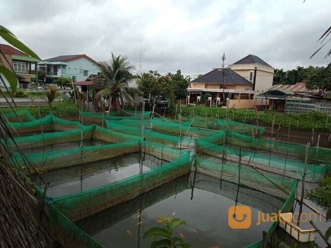 Ikan gurame soang di Palembang
