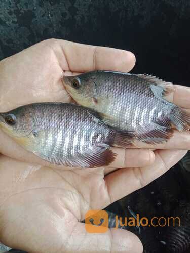 Ikan gurame soang di Palembang