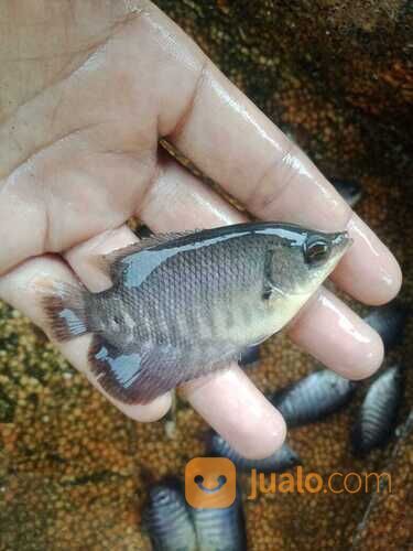 Ikan gurame soang di Palembang