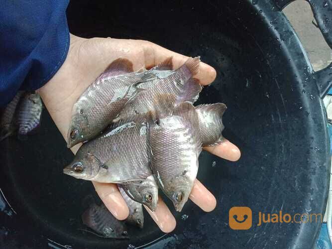 Ikan gurame soang di Palembang