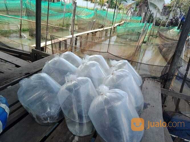 Ikan gurame soang di Palembang