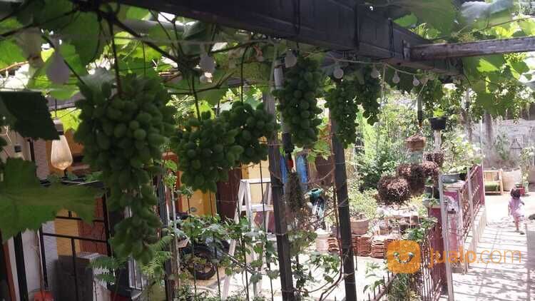 085624371576,bibit anggur dari luar negeri terpapuler di cianjur