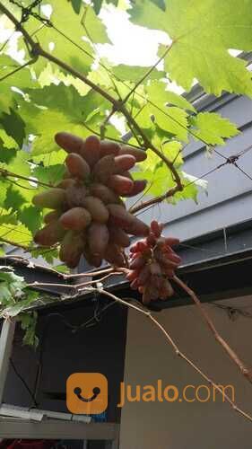085624371576,bibit anggur dari luar negeri terpapuler di cianjur