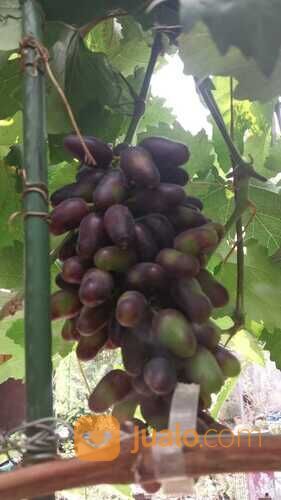 085624371576,bibit anggur dari luar negeri terpapuler di cianjur