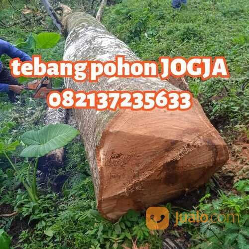 jasa tebang pohon jogja