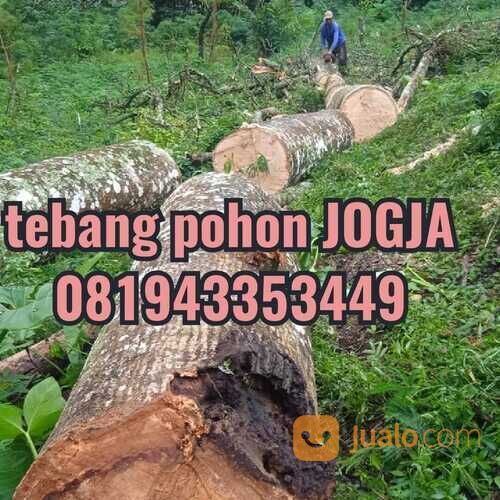 jasa tebang pohon jogja