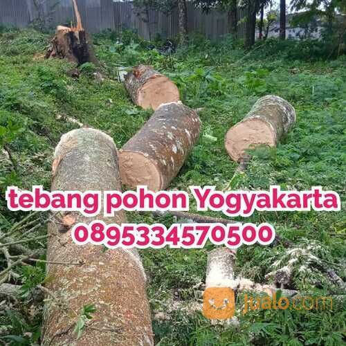 jasa tebang pohon jogja