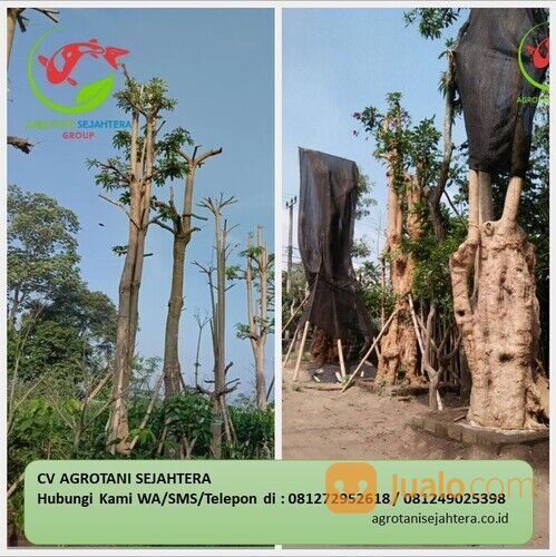 Pohon Pule Bandar Lampung Terpercaya 081272952618 Bergaransi