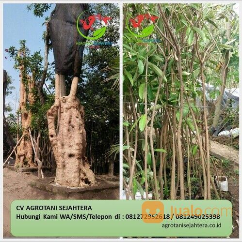 Pohon Pule Bandar Lampung Terpercaya 081272952618 Bergaransi