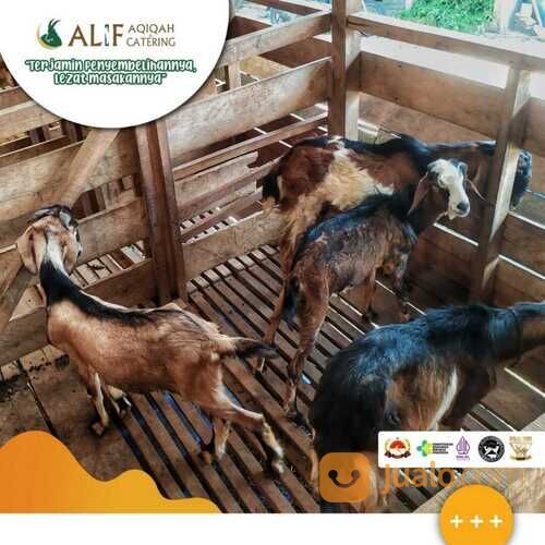 Paket Aqiqah 2 Kambing Untuk Anak Laki Laki Pangkalpinang Bangka Belitung