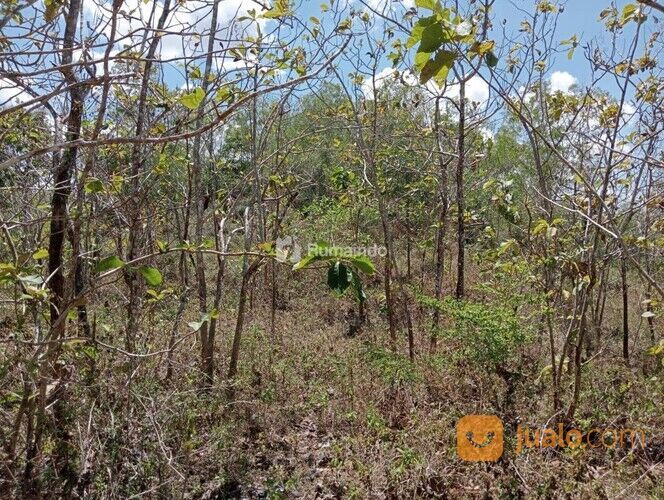 Tañah Bukitan Landai Trap Terasering, Yogyakarta